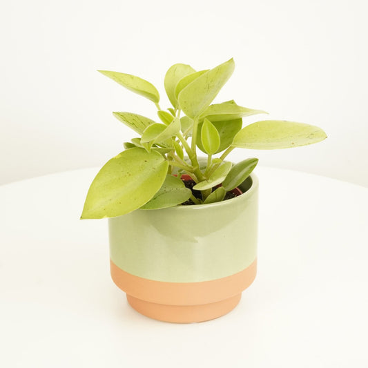 Radiator Plant | Pixie Albo | Potted Houseplants