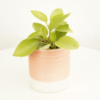 The Peperomia Caperata, also known as the Pixie Albo in a cute decorative pot. This variety is evergreen, pet-friendly, air-purifying and sure to inspire! Best known for its stunning light green rounded foliage and qualities, this is a great pick for beginners and anyone looking to add a tropical touch to their spaces. Available at www.houseplant.co.uk