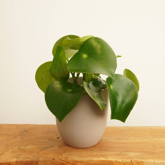 Teardrop Money Plant | Raindrop | Potted Houseplants