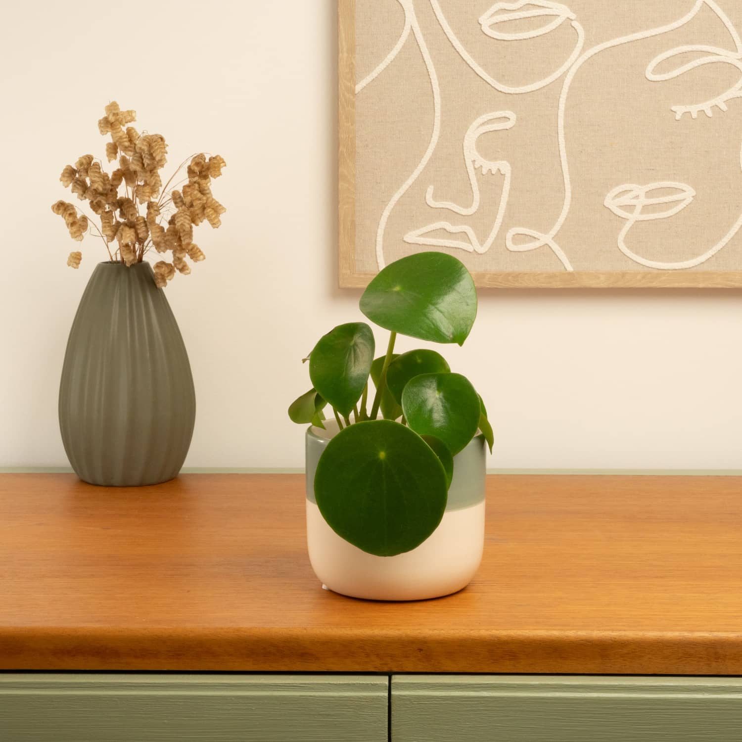teardrop money plant Teardrop Money Plant