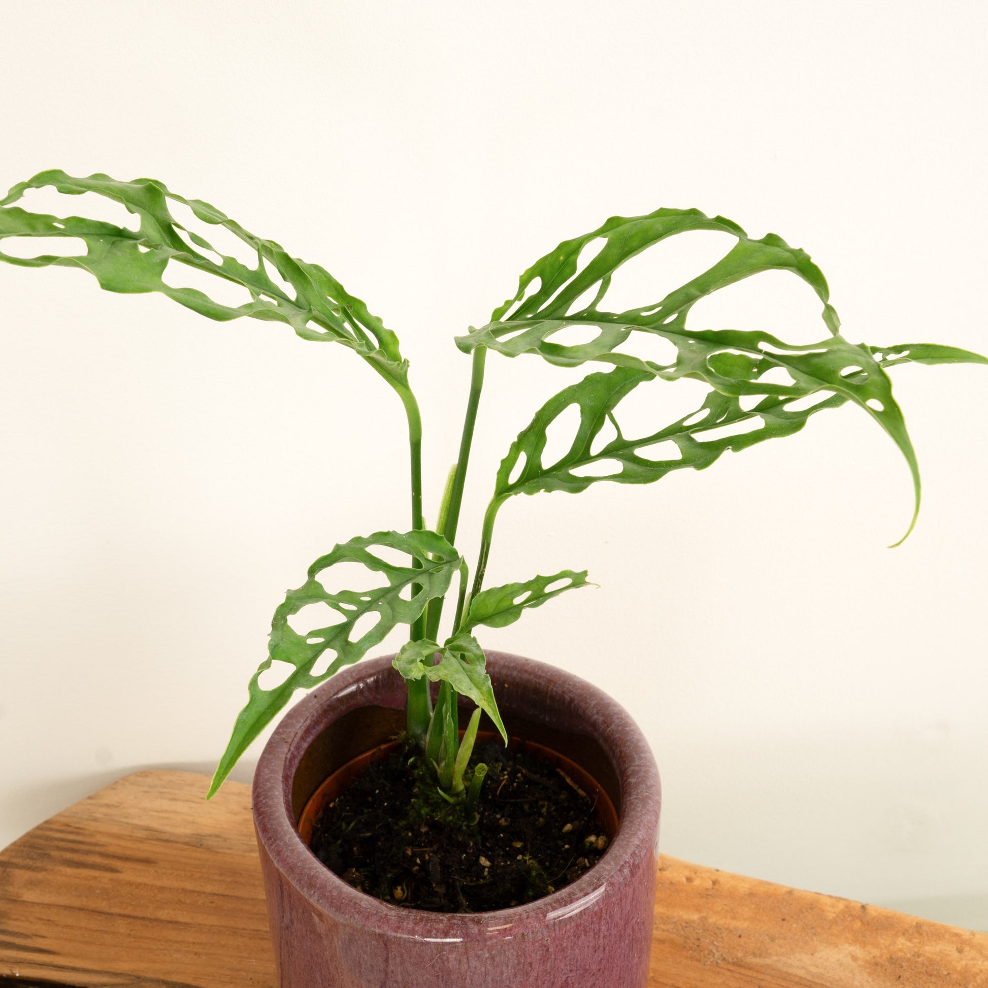 monstera adansonii peru Monkey Mask | Peru | Rare Plant