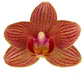 Phalaenopsis Orchid | Penny Lane