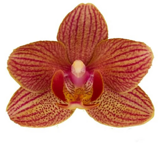 Phalaenopsis Orchid | Penny Lane | Pet Safe Plants