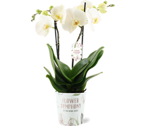 Phalaenopsis Orchid | Grand Desert