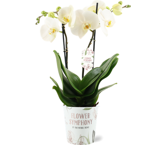 Phalaenopsis Orchid | Grand Desert
