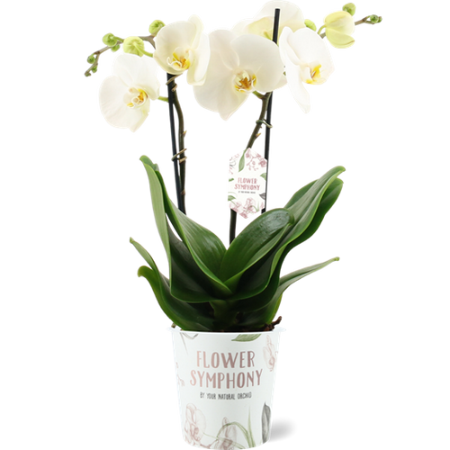 Phalaenopsis Orchid | Grand Desert