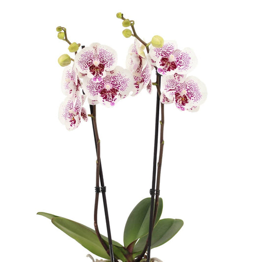 Phalaenopsis Orchid | Bounty | Potted Houseplants