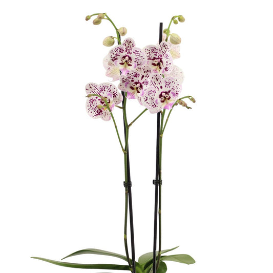 Phalaenopsis Orchid | Expressions | Flowering Plants