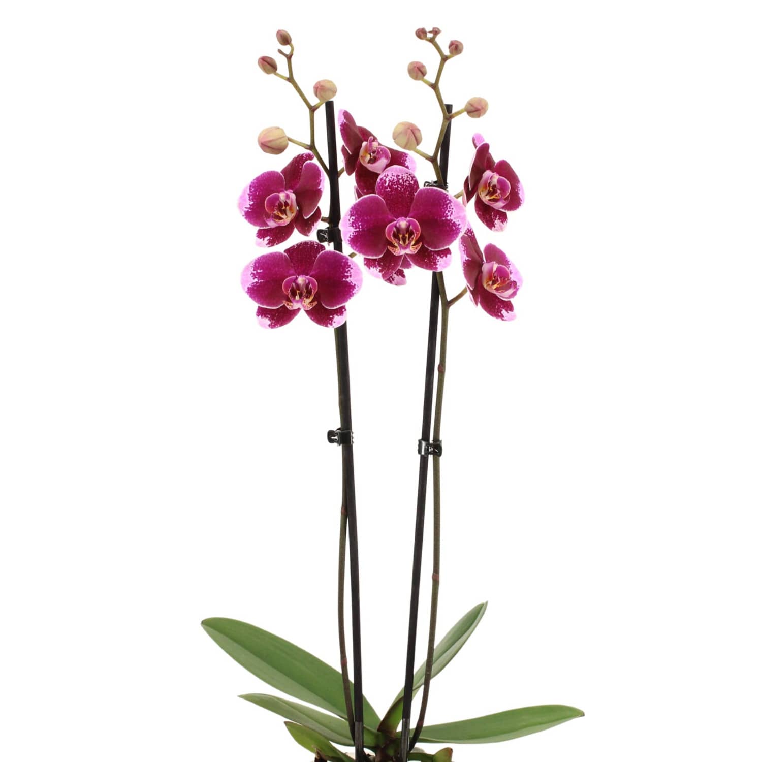 Phalaenopsis Orchid | Faction