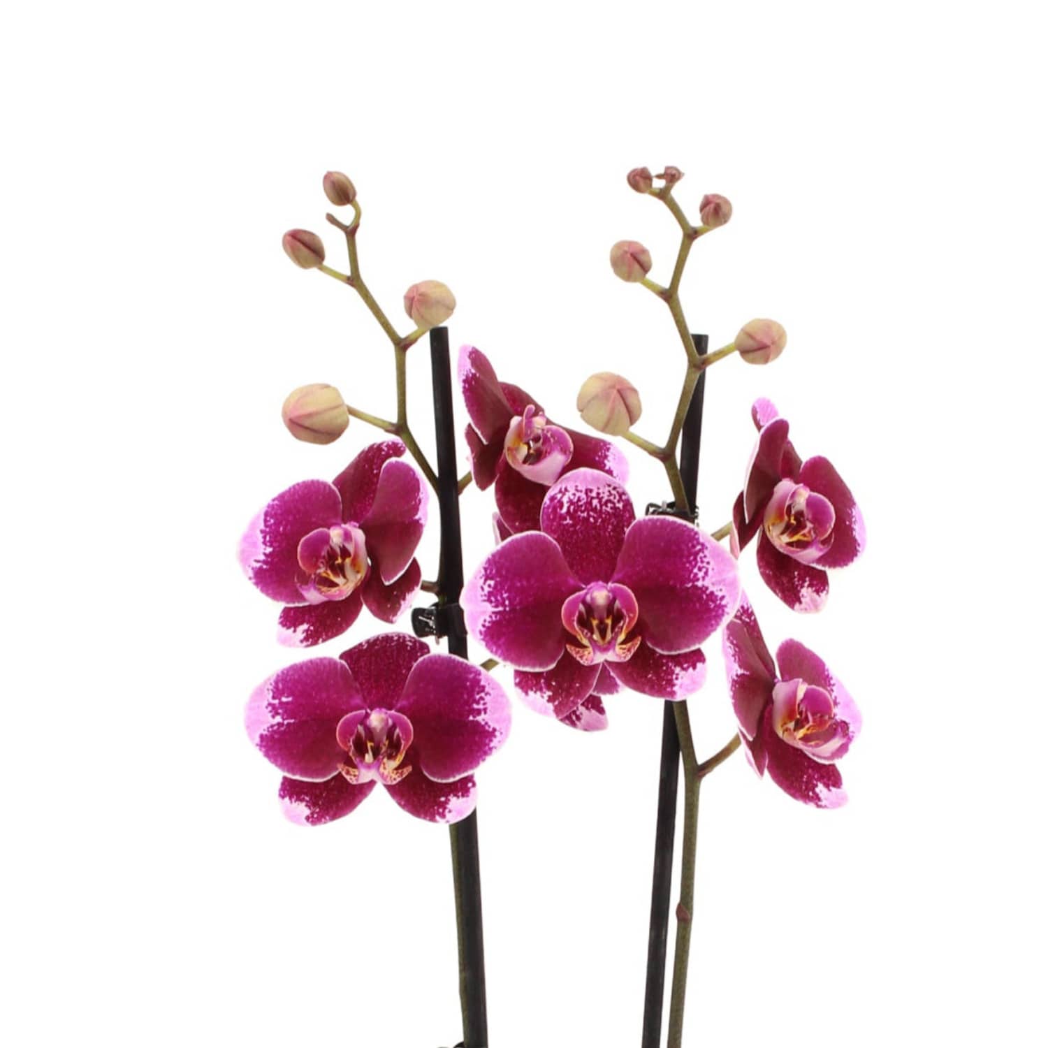 Phalaenopsis Orchid | Faction