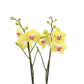 Phalaenopsis Orchid | Miraflor