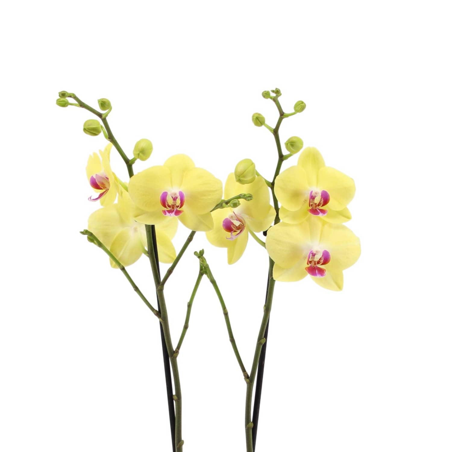 Phalaenopsis Orchid | Miraflor