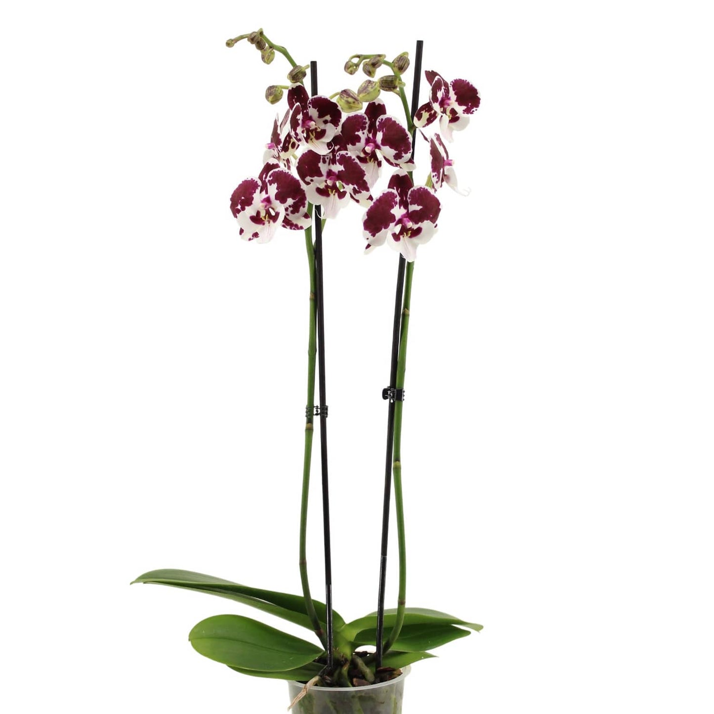 Phalaenopsis Orchid | Spider