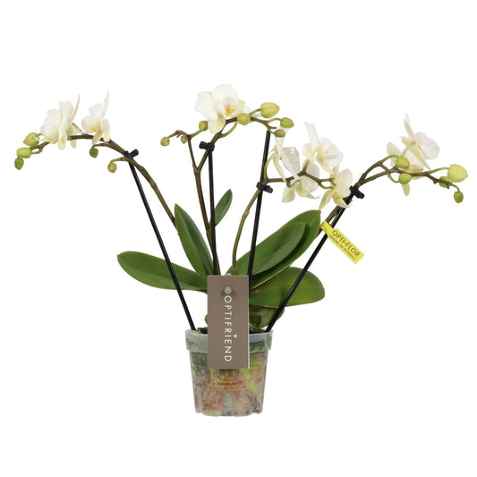 Phalaenopsis Orchid | Theatro Funk | Potted Houseplants