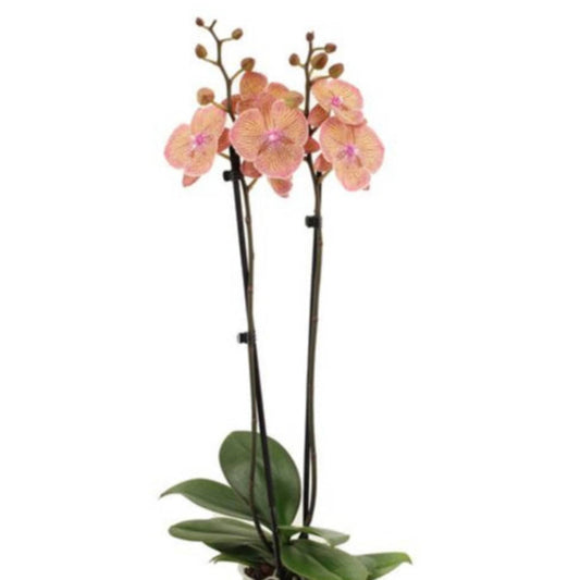 Phalaenopsis Orchid | Very Maple | Potted Houseplants