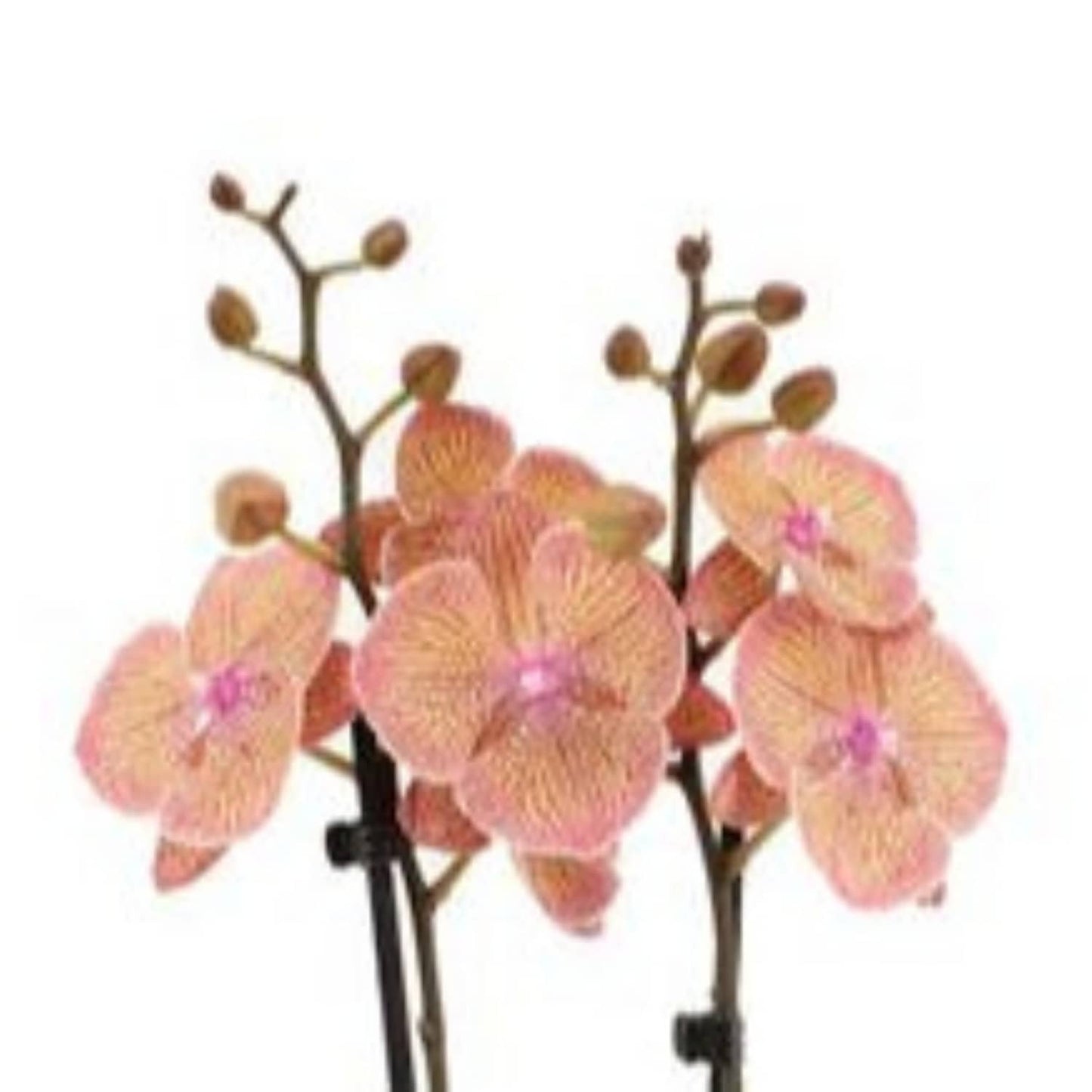Phalaenopsis Orchid | Very Maple