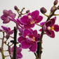 Phalaenopsis Orchid | Sweetie Black Magic