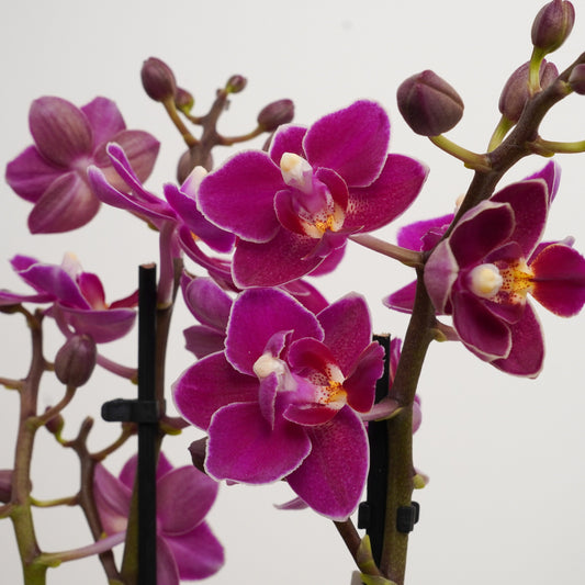 Phalaenopsis Orchid | Sweetie Black Magic | Potted Houseplants