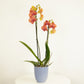 Phalaenopsis Orchid | Surfsong