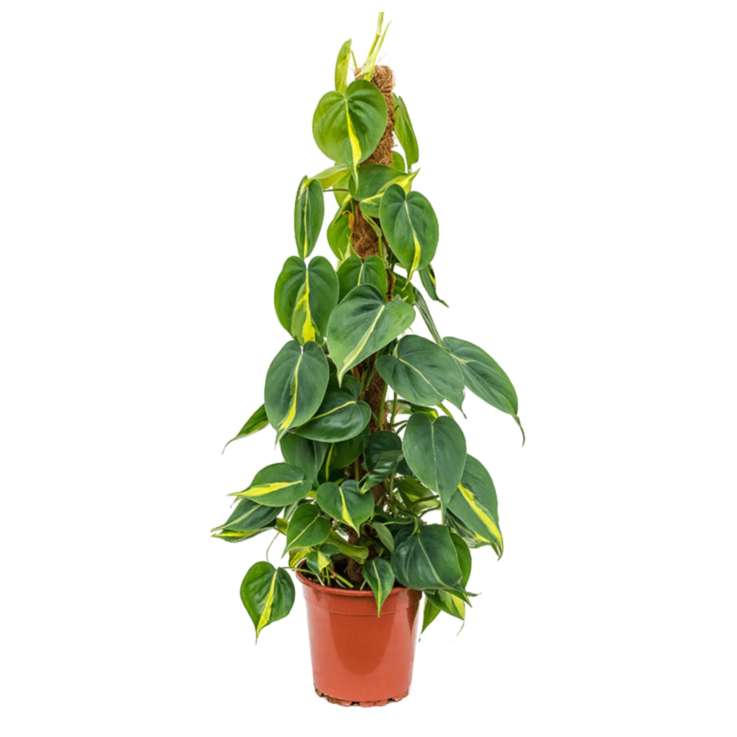 philodendron brasil uk Philo