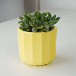 Pickle Plant | Pickle Sedum - Indoor Plant