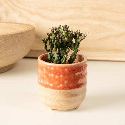 Pincushion Plant | Cristata Coral | 