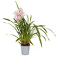 Cymbidium Orchid | Pink Bell
