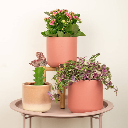 Pink Paradise | Plant Bundle | Mother's Day