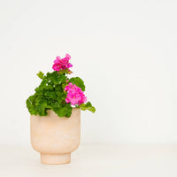 A Pink Pelargonium Geranium in a ceramic nursery pot.