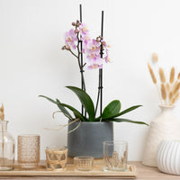 Pink Phalaenopsis Orchid Delivery UK