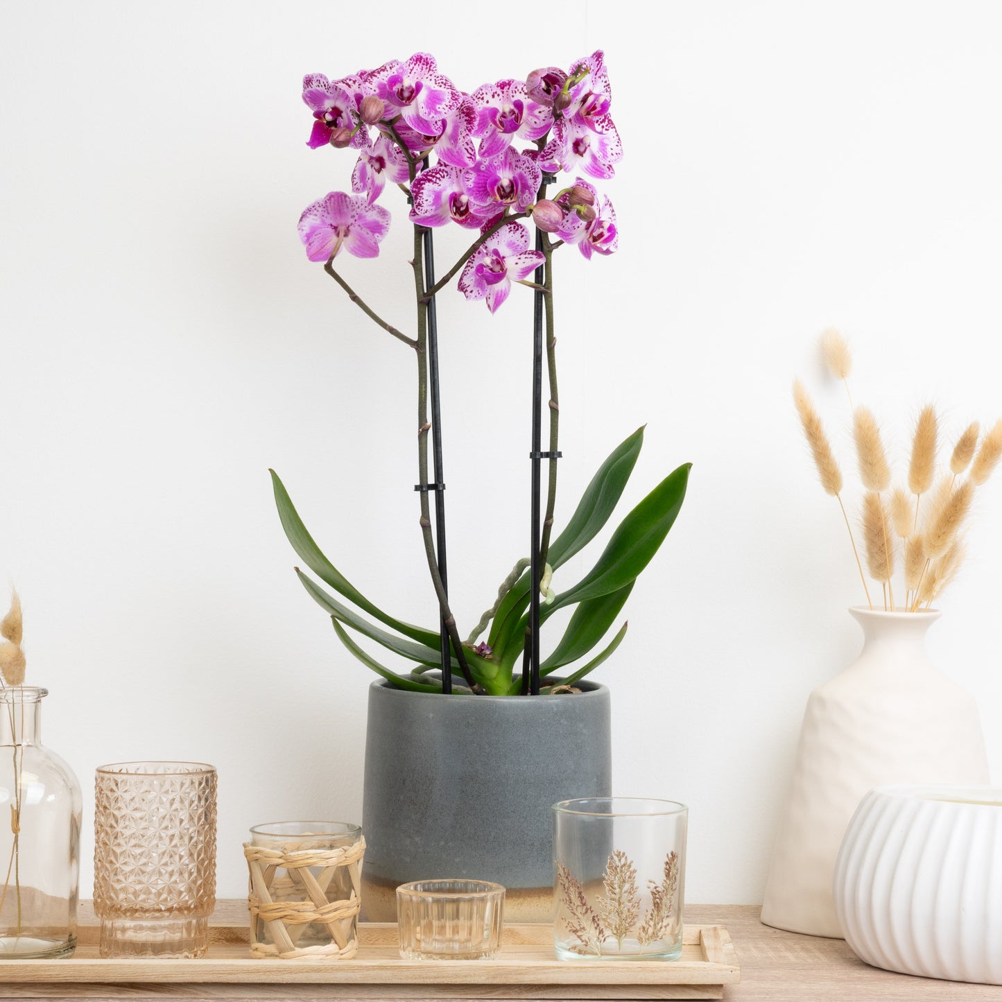 Phalaenopsis Orchid | Delilah