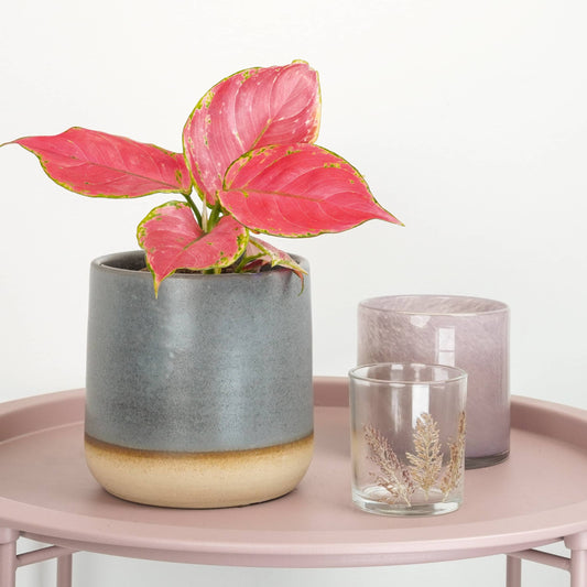 Chinese Evergreen | Pinky Promise | Christmas Plants & Gifts