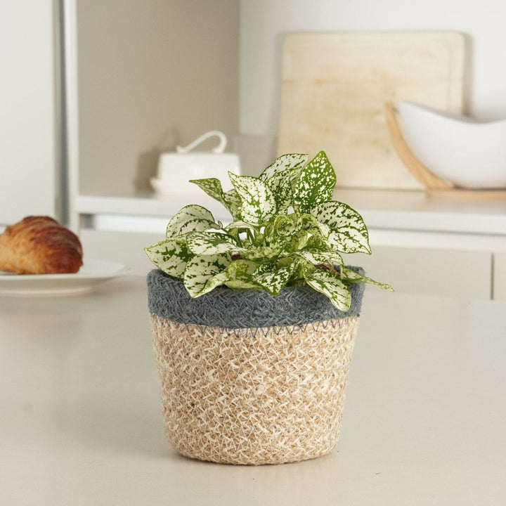 Polka Dot Plant | White