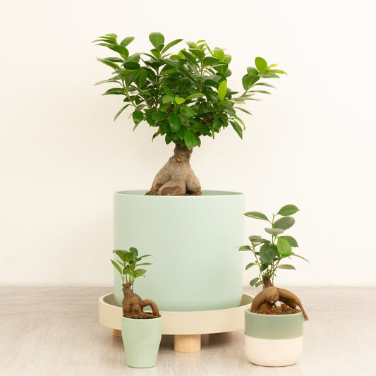Pot Belly Fig | Perfect Plants for Under £50