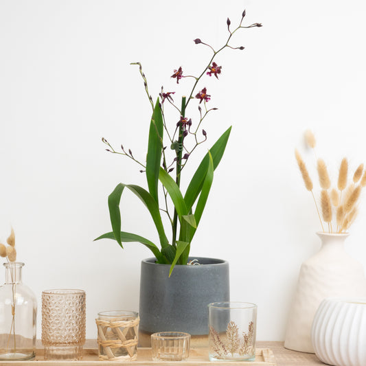 Cambria Orchid | Prestige | Perfect Plants for Under £30