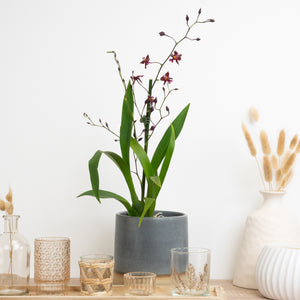 Cambria Orchid | Mercifull - Indoor Plant