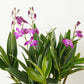 Dendrobium Orchid | Berry Oda | Hard To Find