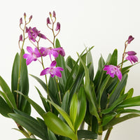 Purple Dendrobium Orchid Delivery UK