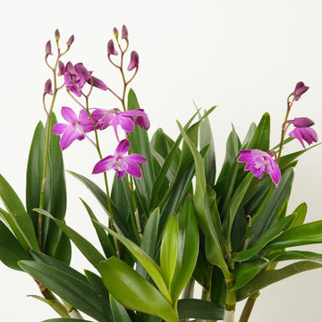 Dendrobium Orchid | Berry Oda | Hard To Find
