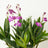 Orchid Plants