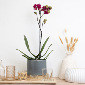 Phalaenopsis Orchid | Roxy - Indoor Plant