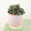 A stunning Radiator 'Silver Haze' succulent houseplant, best identified through its captivating silvery-green foliage and wonderfully rewarding qualities. This variant is shown in a ceramic decorative pot, sold separately.