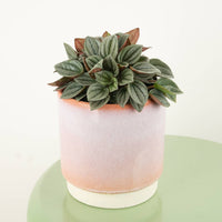 A stunning Radiator 'Silver Haze' succulent houseplant, best identified through its captivating silvery-green foliage and wonderfully rewarding qualities. This variant is shown in a ceramic decorative pot, sold separately.
