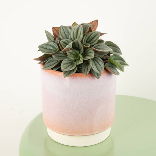 Radiator Plant | Silver Haze | Small Plants & Tot Pots