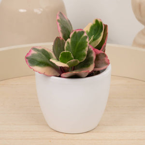 Rainbow Kalanchoe - Indoor Plant