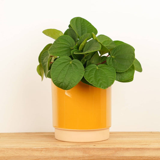 Lucky Jade | Rana Verde | Indoor Hanging Plants