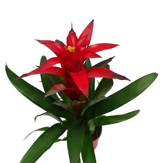 Guzmania Bromeliad | Red | Shade Loving Plants