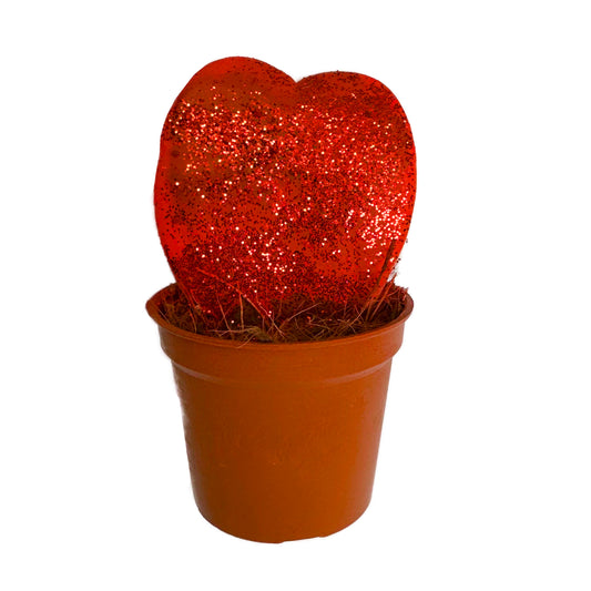 Heart Plant | Kerrii Red Glitter | Plant Gift Sets & Gift Ideas