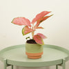 A captivating Red Aglaonema Chinese Evergreen Indoor Tropical Houseplant - great for adding a natural touch to all sorts of spaces at home, in the workplace & beyond!