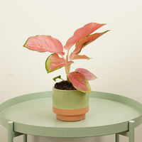 A captivating Red Aglaonema Chinese Evergreen Indoor Tropical Houseplant - great for adding a natural touch to all sorts of spaces at home, in the workplace & beyond!